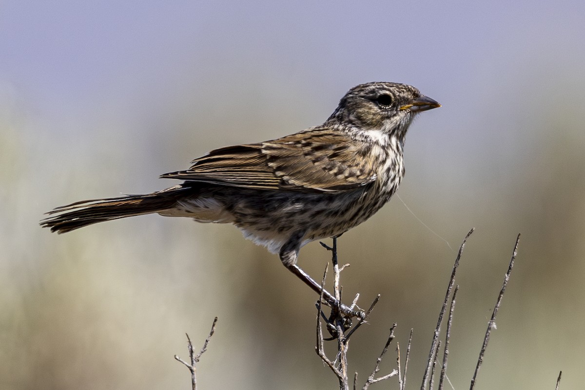 Sagebrush Sparrow - ML621175610