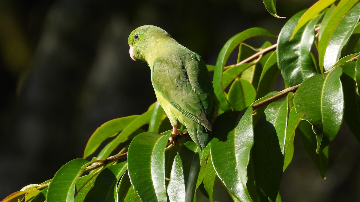 Spectacled Parrotlet - ML621175624