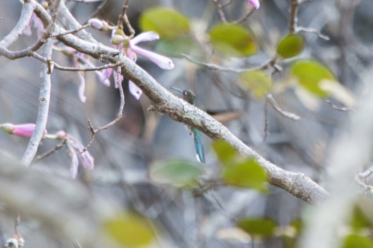 Outcrop Sabrewing - ML621175635