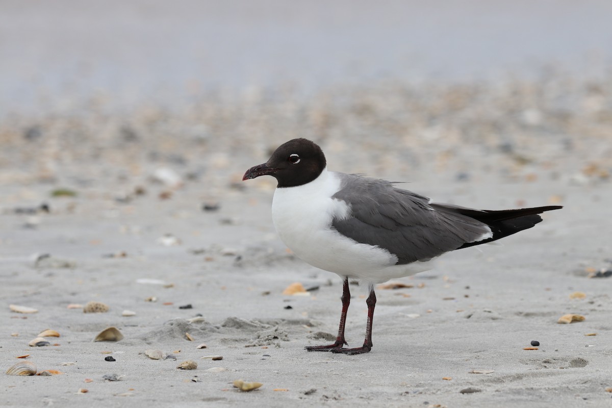 Mouette atricille - ML621175642