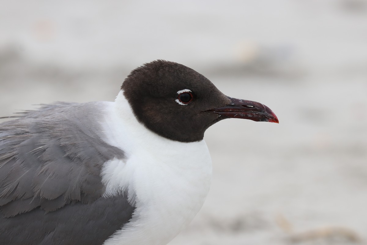 Mouette atricille - ML621175653