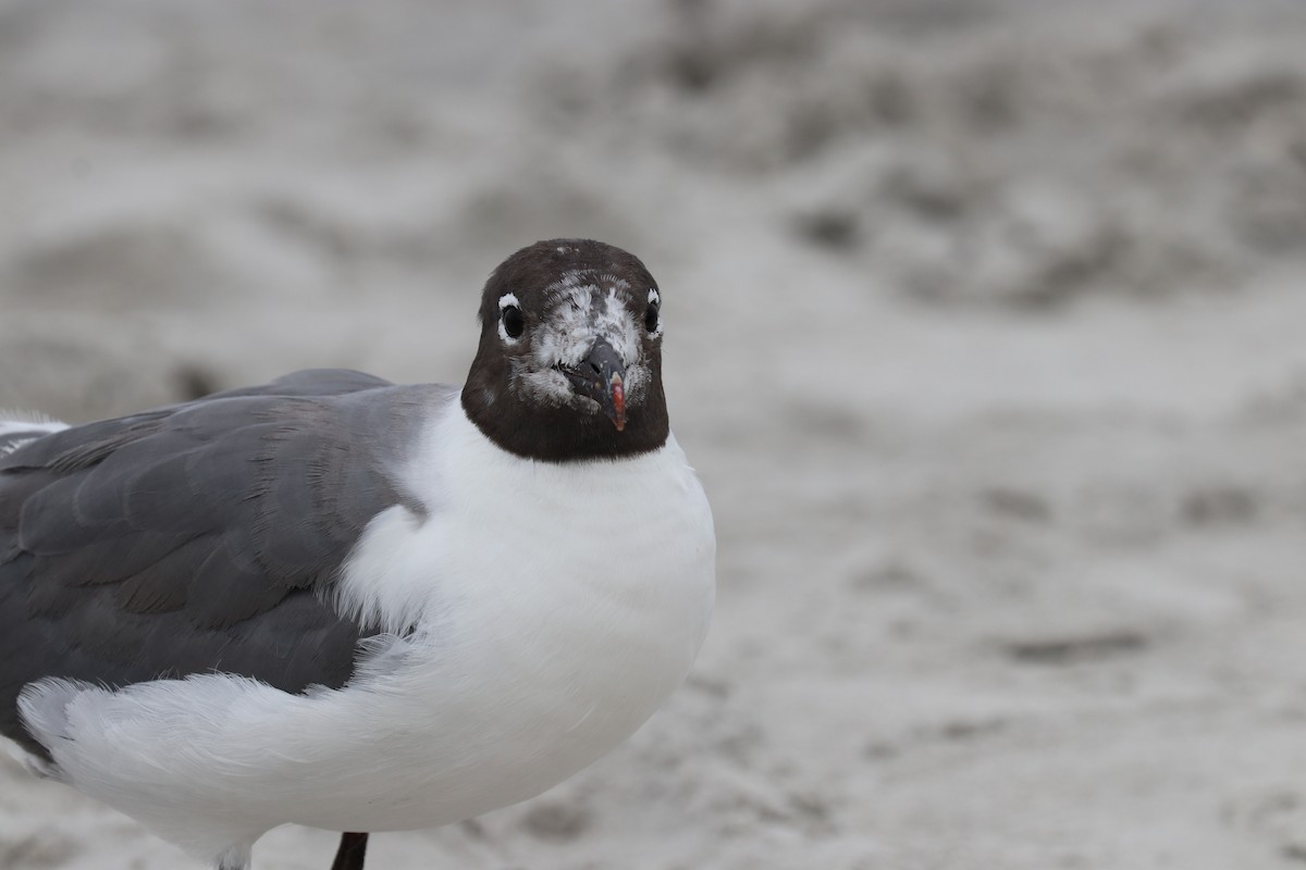 Mouette atricille - ML621175657