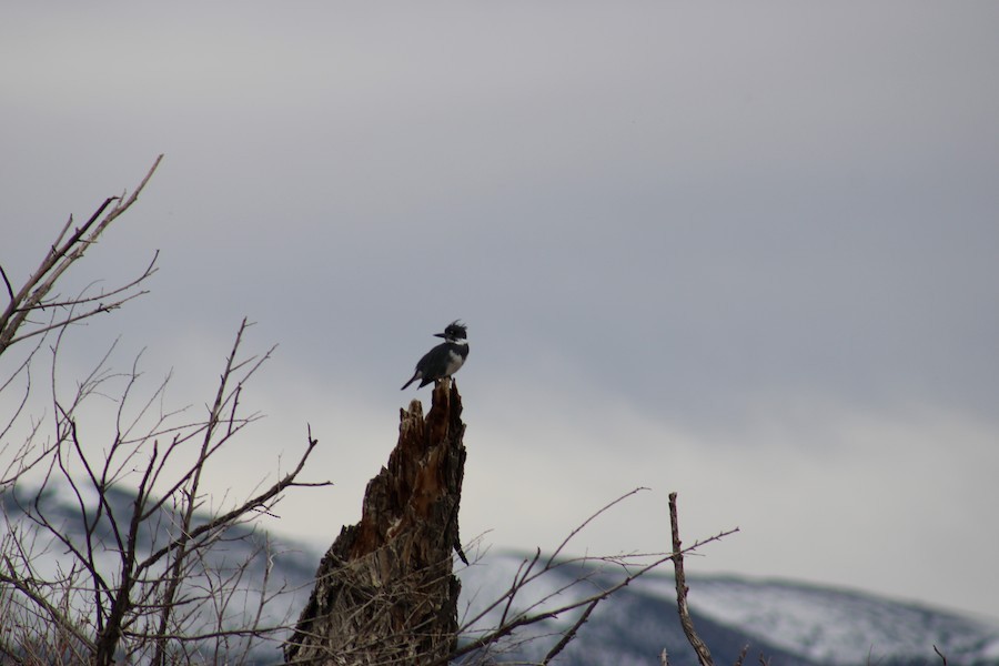 Belted Kingfisher - ML621175681