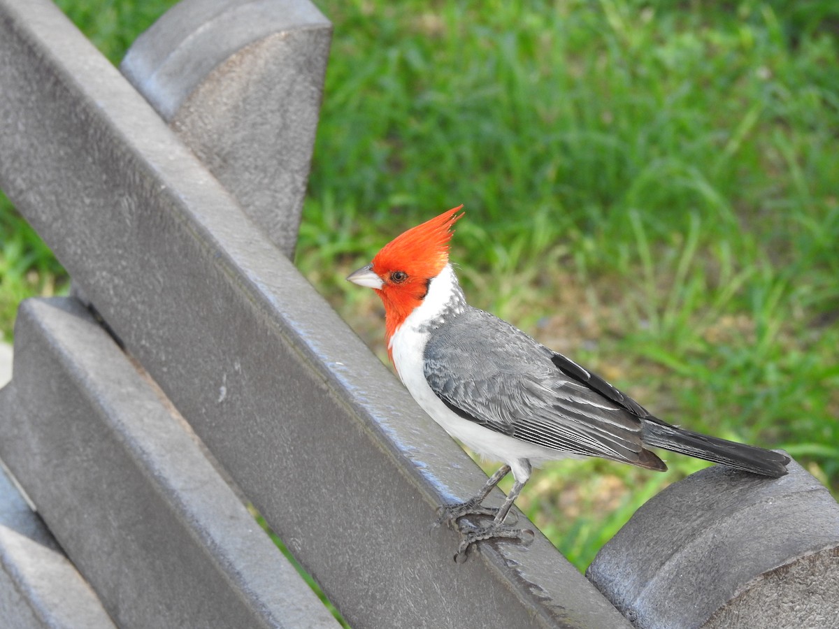 Red-crested Cardinal - ML621175706