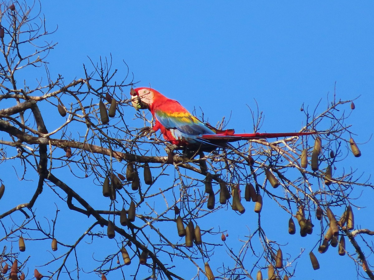 Scarlet Macaw - ML621175721
