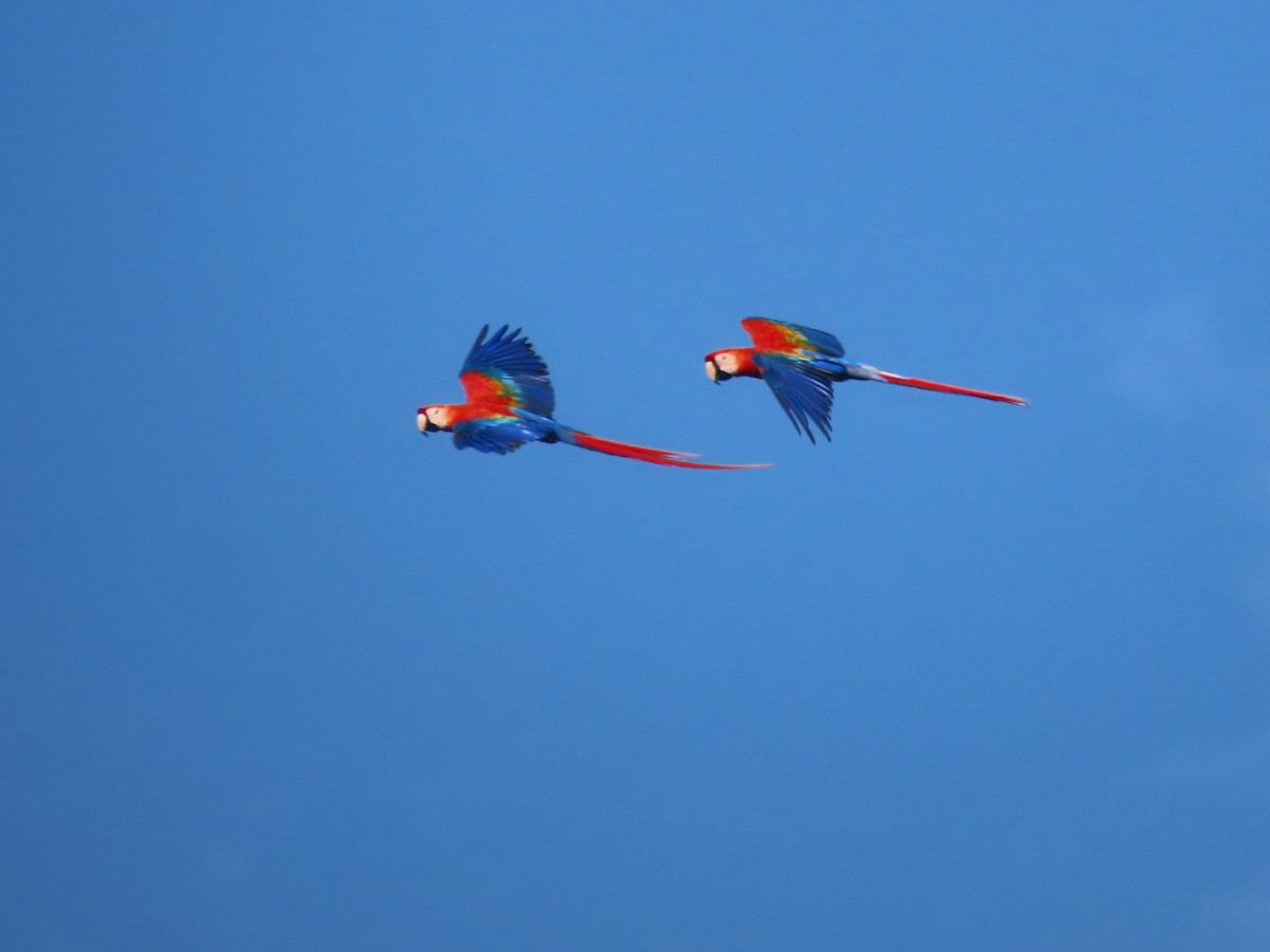 Scarlet Macaw - ML621175726