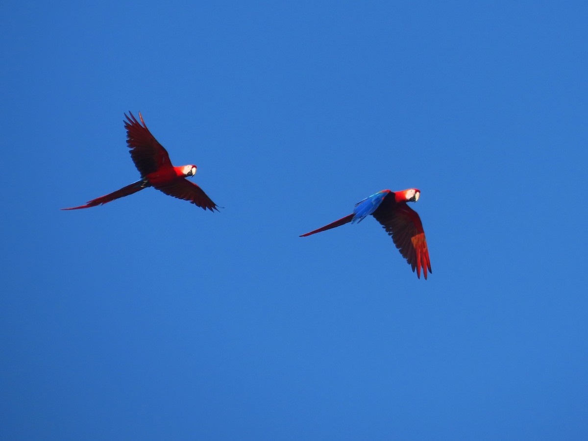 Scarlet Macaw - ML621175728