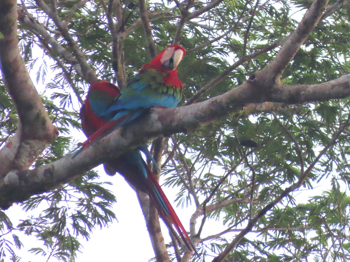 Red-and-green Macaw - ML621175736