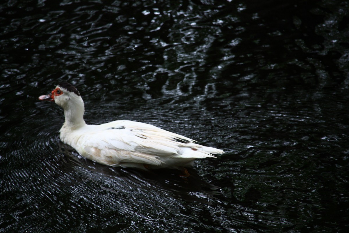 Muscovy Duck (Domestic type) - ML621175737
