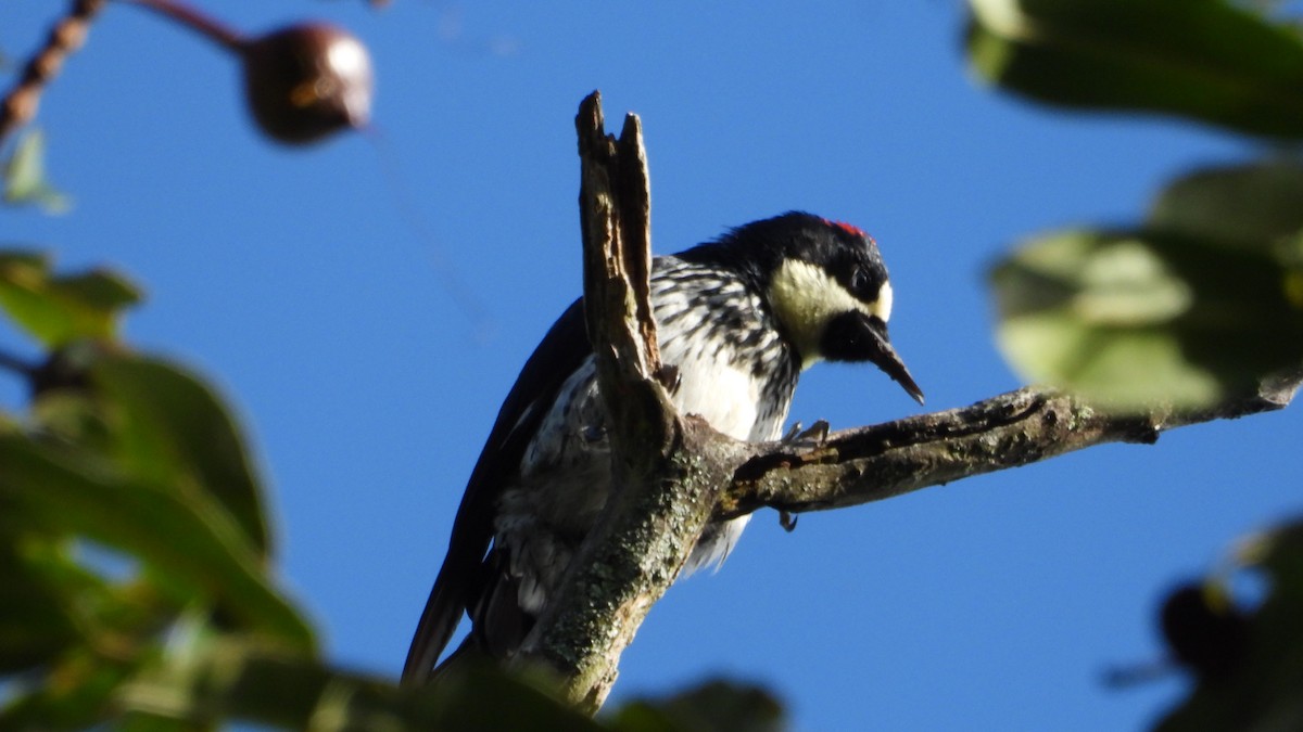 Acorn Woodpecker - ML621175749