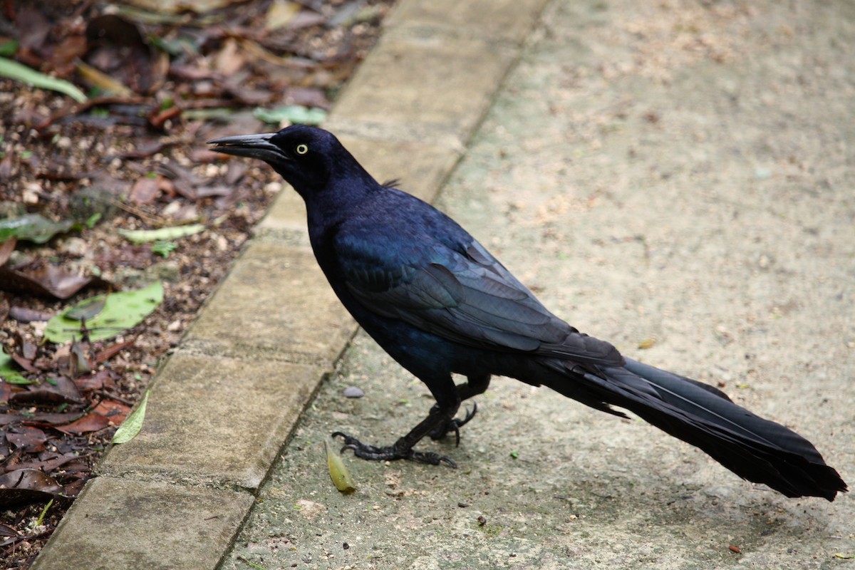 Great-tailed Grackle - ML621175756