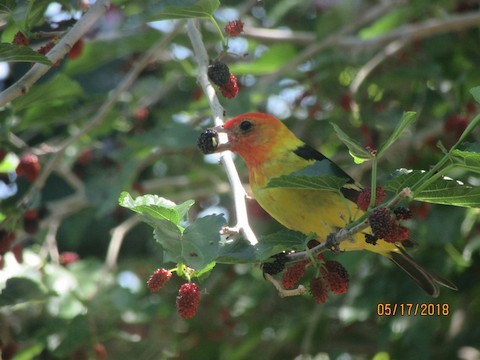 Western Tanager - ML621175783