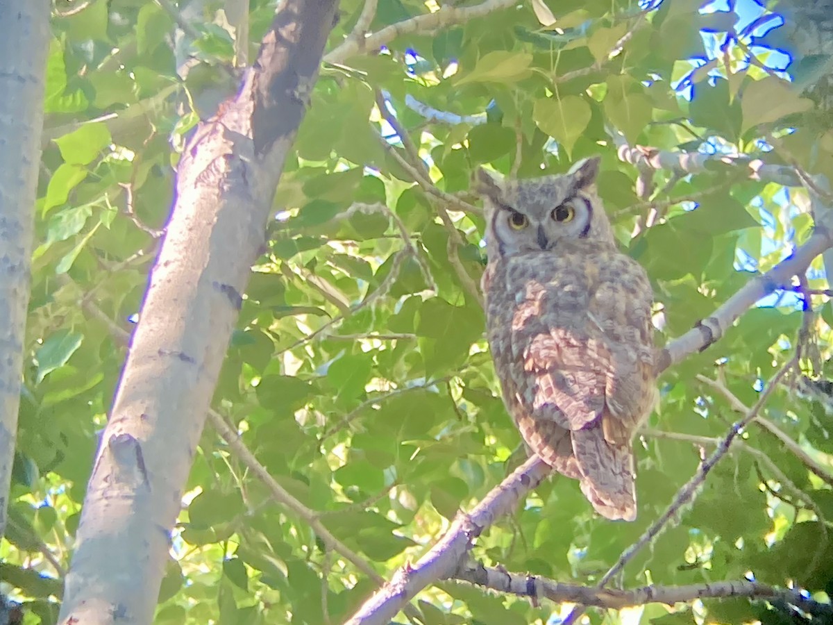Great Horned Owl - ML621175785