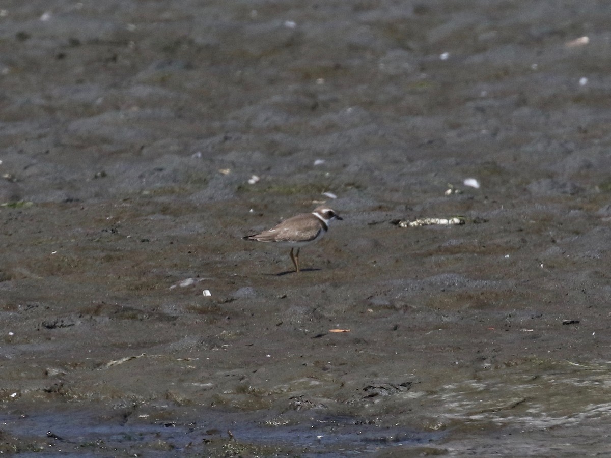 Semipalmated Plover - ML621175812