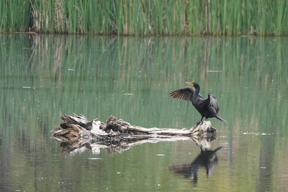 Double-crested Cormorant - ML621175813