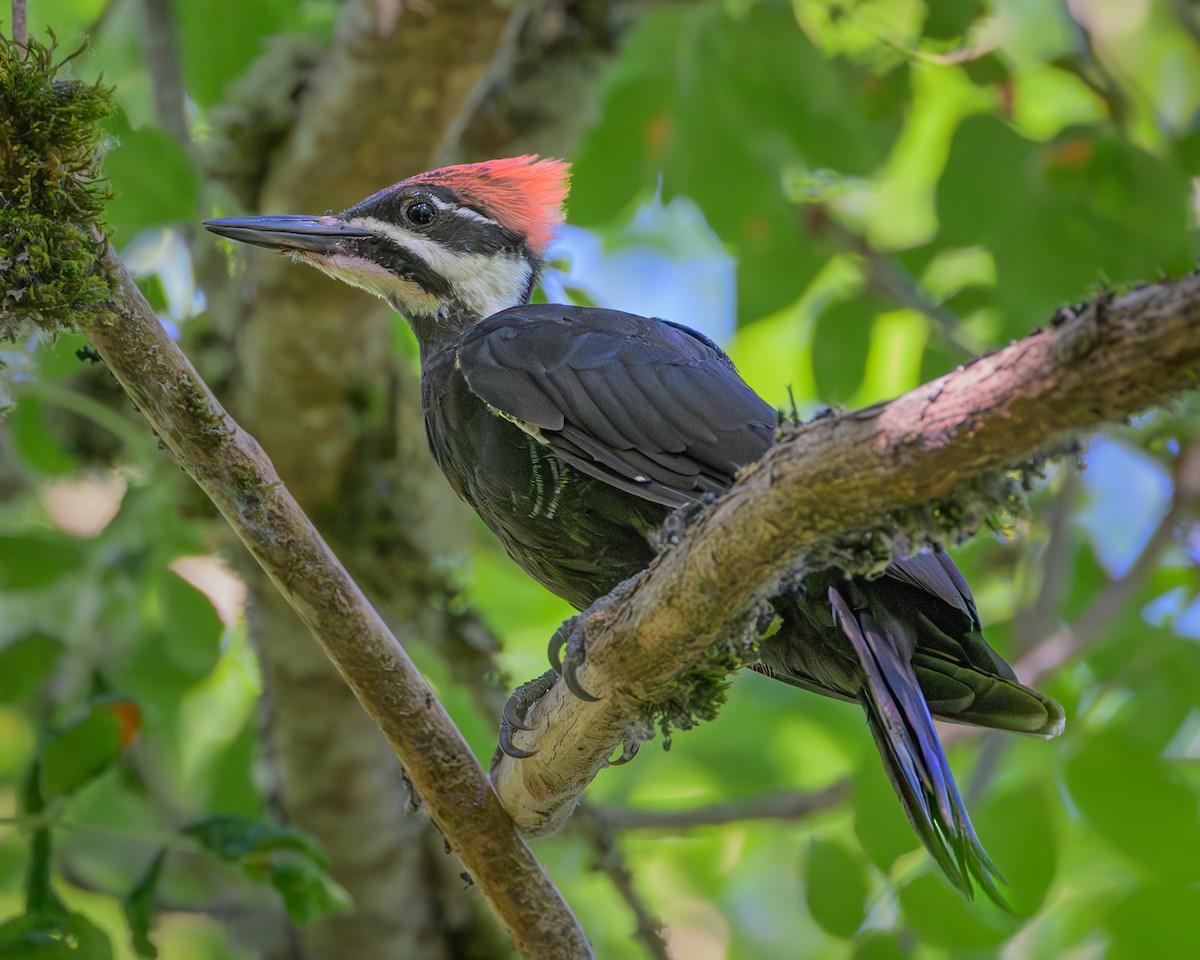 Pileated Woodpecker - ML621175818