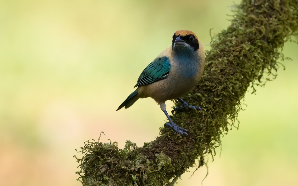 Burnished-buff Tanager - ML621175829