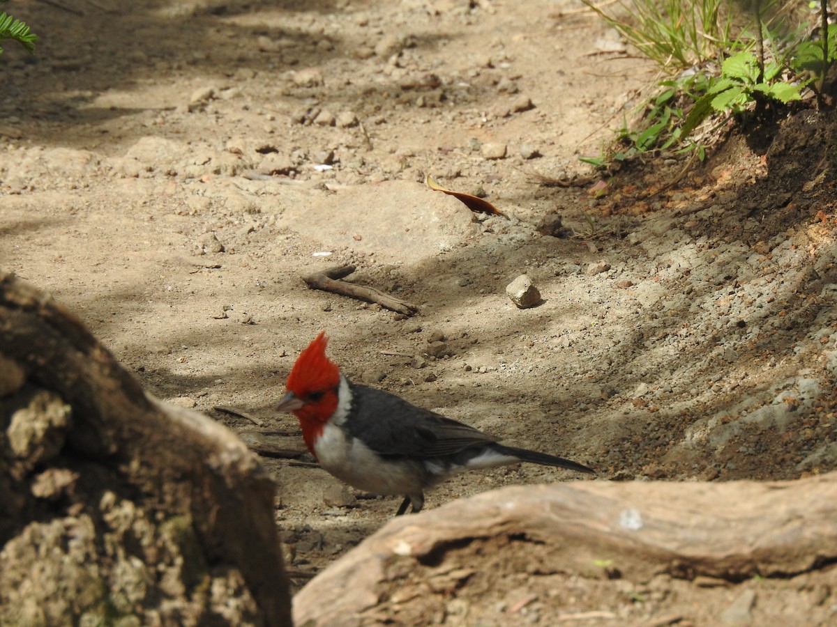 Red-crested Cardinal - ML621175834