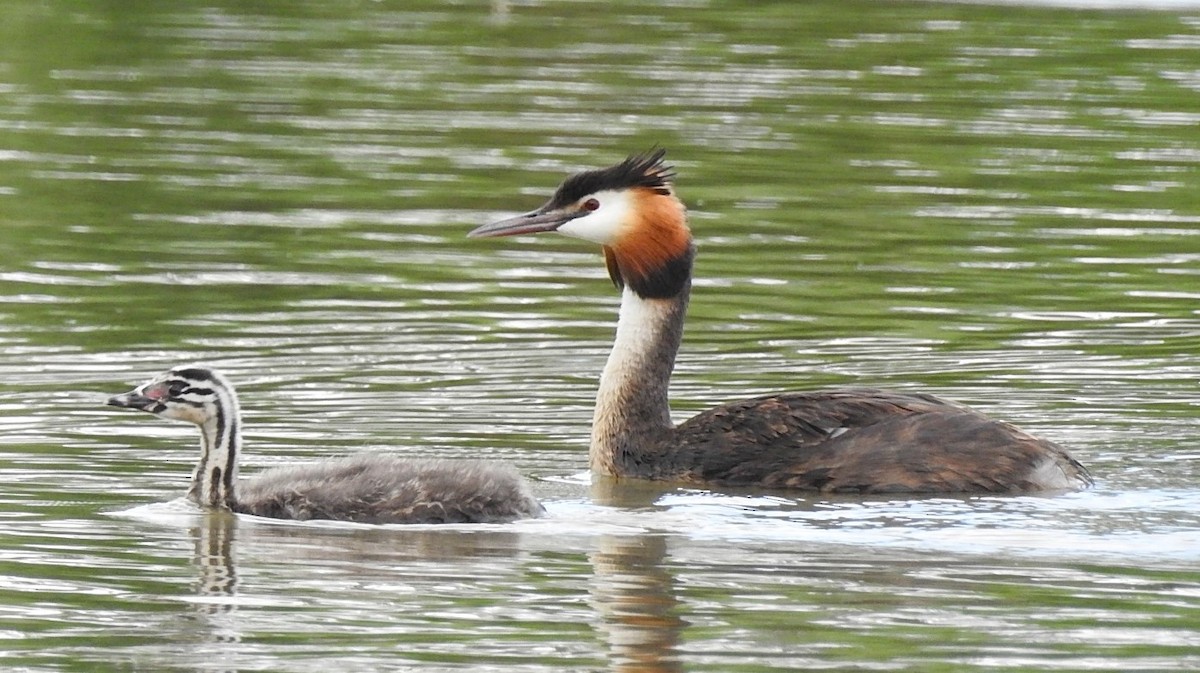 Great Crested Grebe - ML621175842