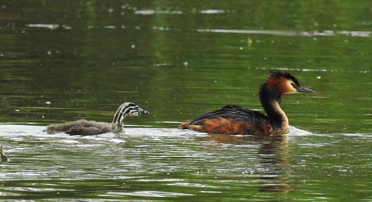 Great Crested Grebe - ML621175847