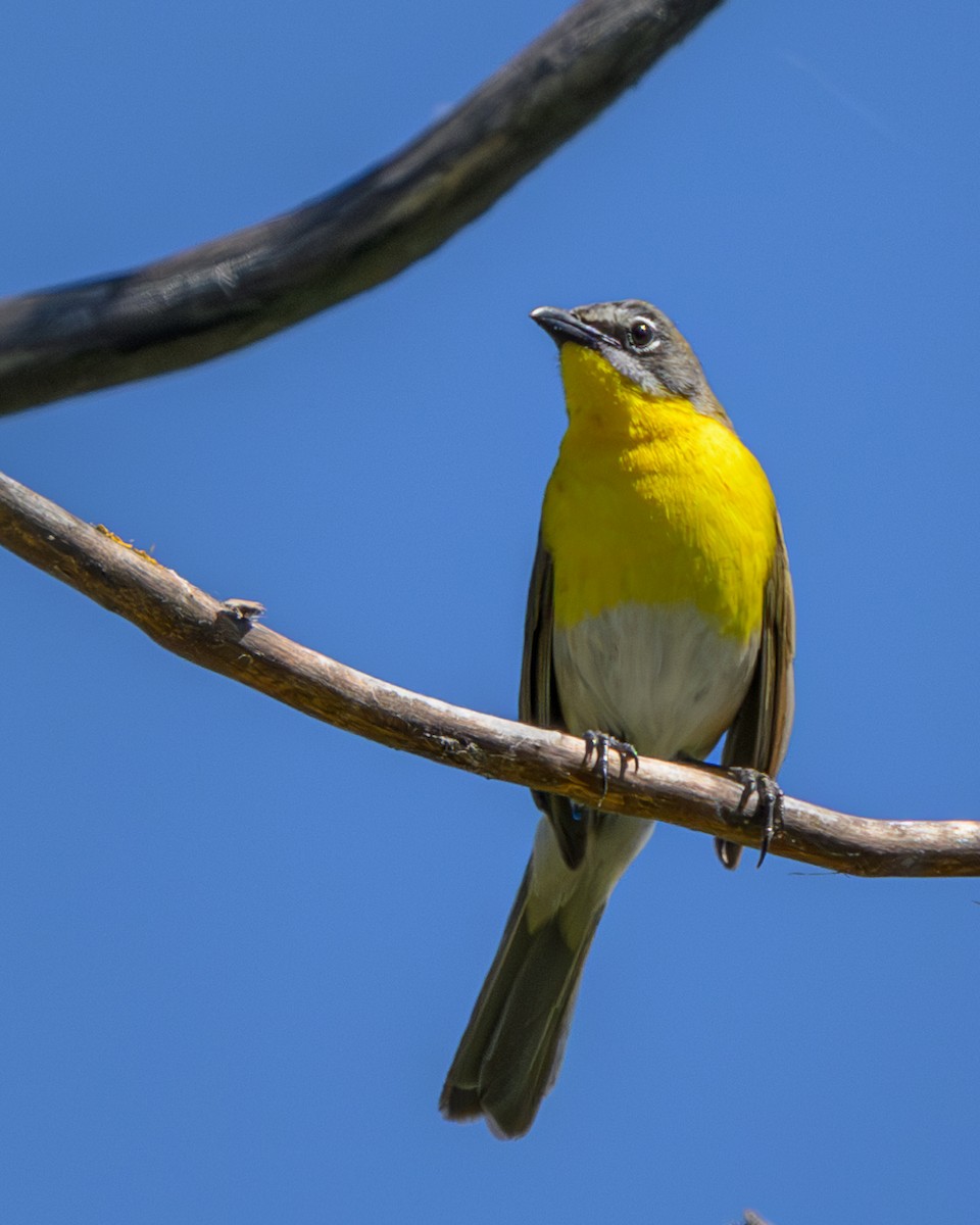 Yellow-breasted Chat - ML621175856