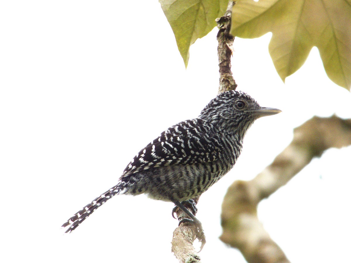 Bar-crested Antshrike - ML621175869