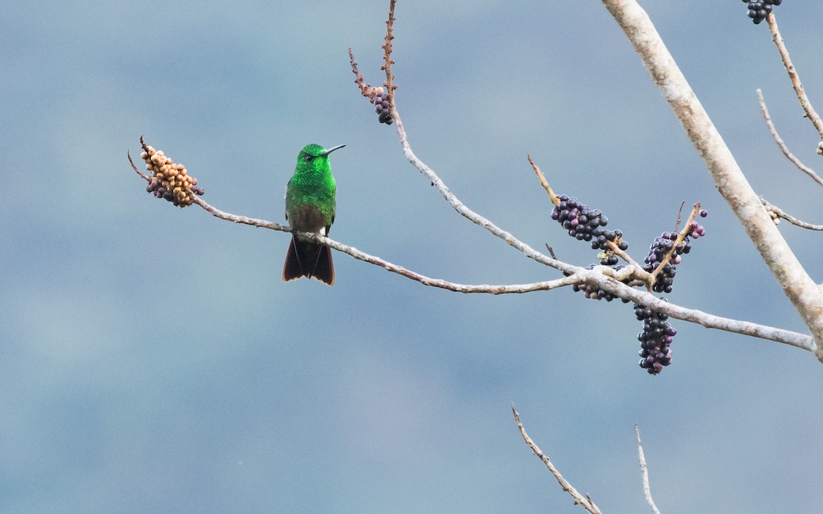 Yeşil Karınlı Kolibri - ML621175878