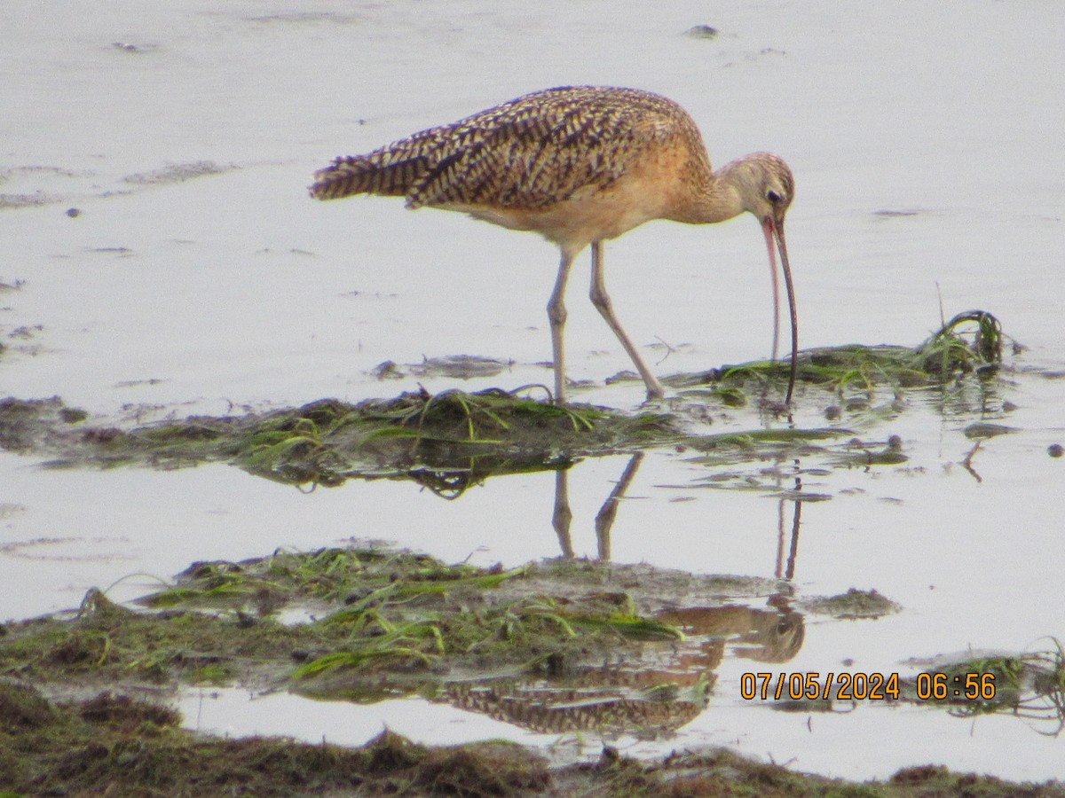Long-billed Curlew - ML621175883