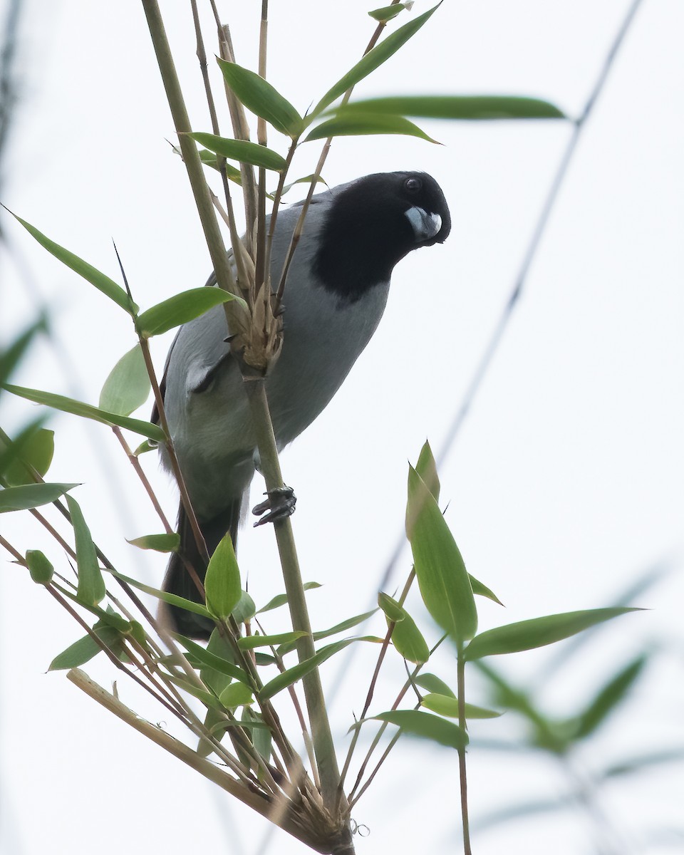 Black-faced Tanager - ML621175896