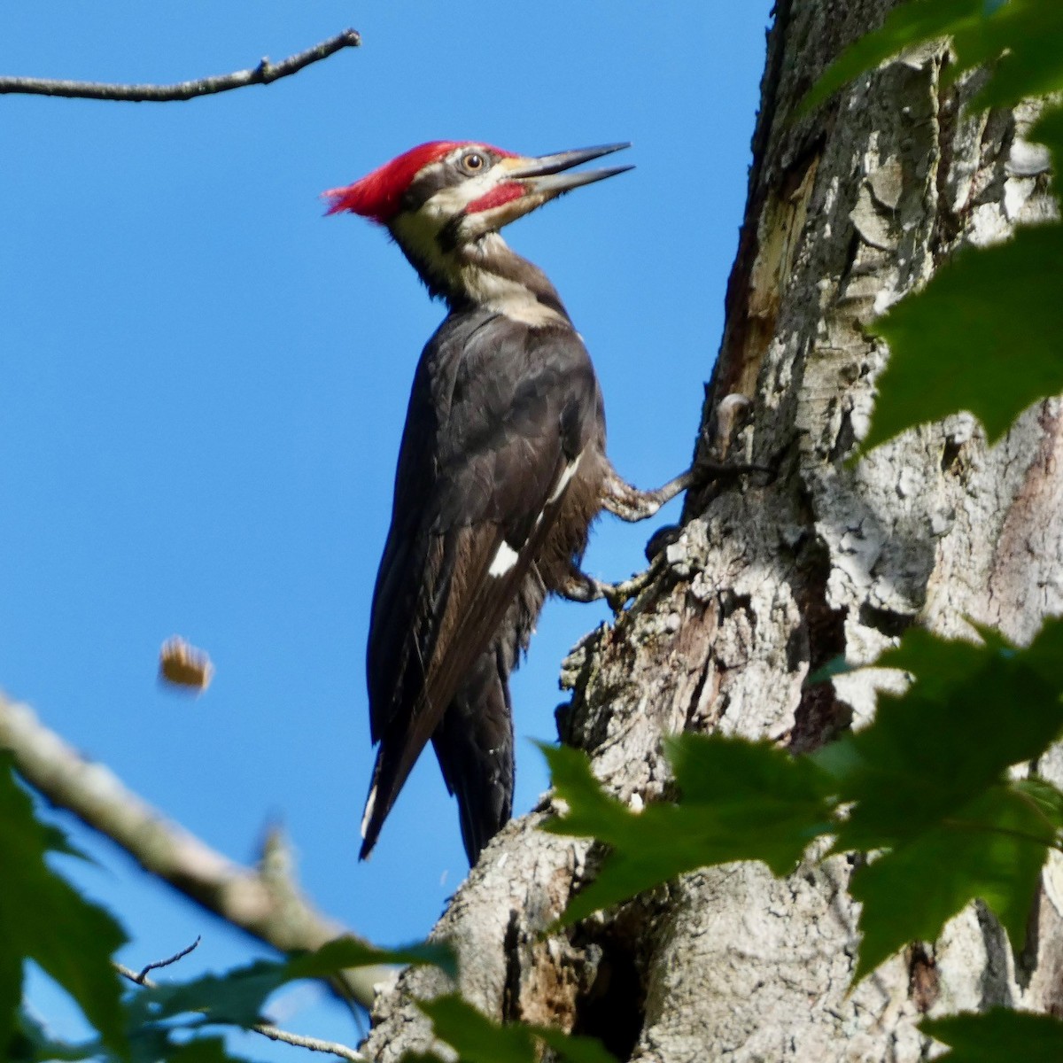 Pileated Woodpecker - ML621175897