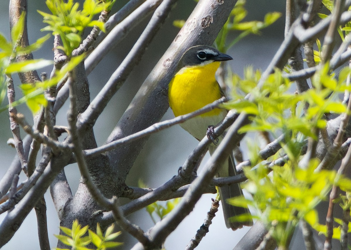 Yellow-breasted Chat - ML621175899