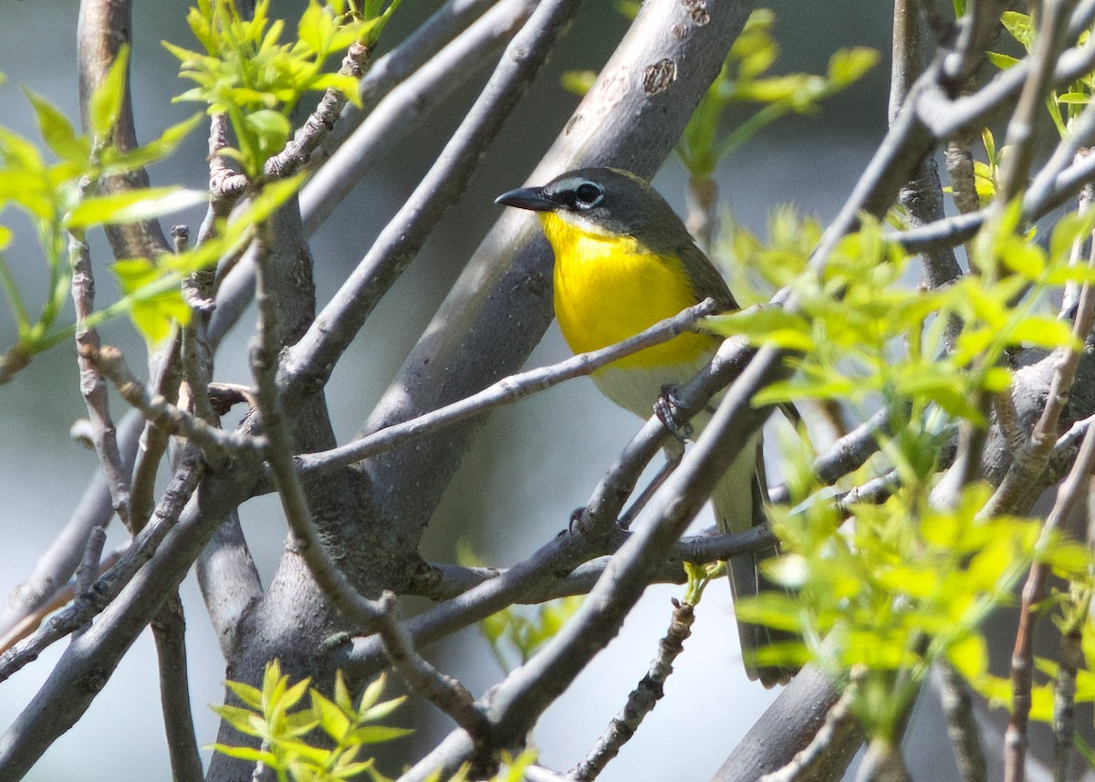 Yellow-breasted Chat - ML621175900