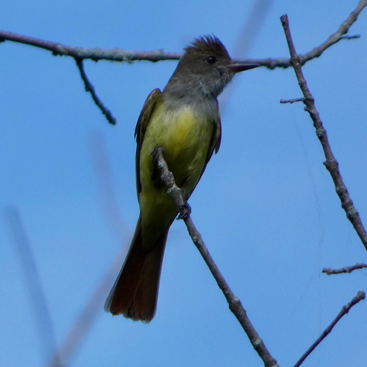Great Crested Flycatcher - ML621175902
