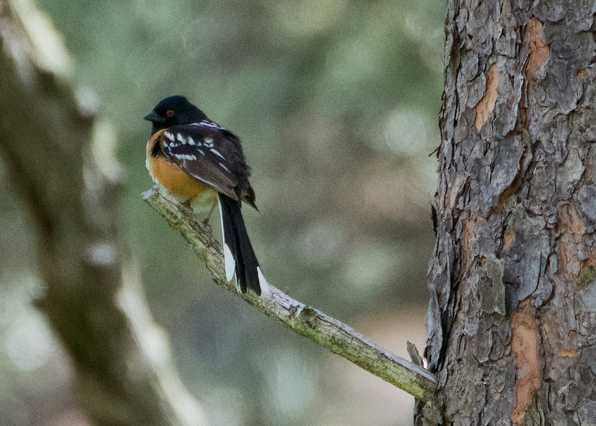 Spotted Towhee - ML621175910