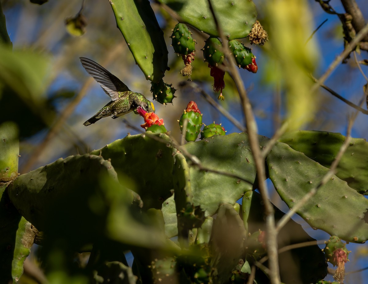 Outcrop Sabrewing - ML621175911