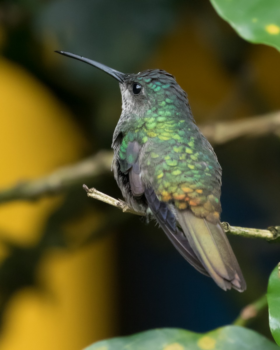 kolibřík zlatochvostý - ML621175933