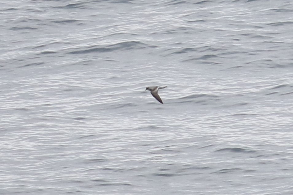 Fork-tailed Storm-Petrel - ML621175936