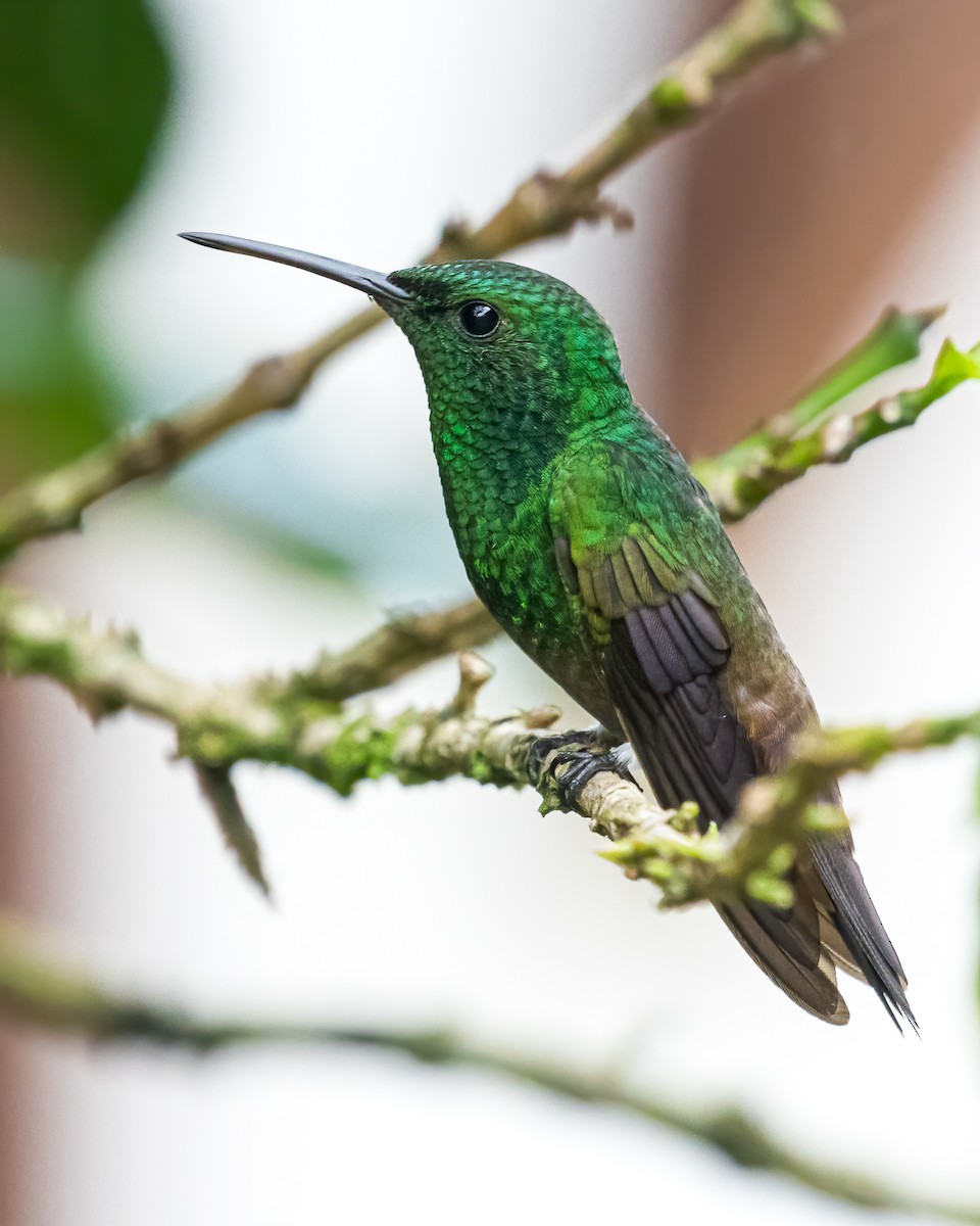 Green-bellied Hummingbird - ML621175940
