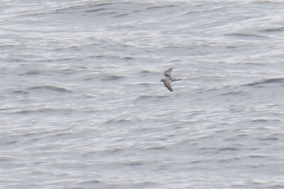 Fork-tailed Storm-Petrel - ML621175942