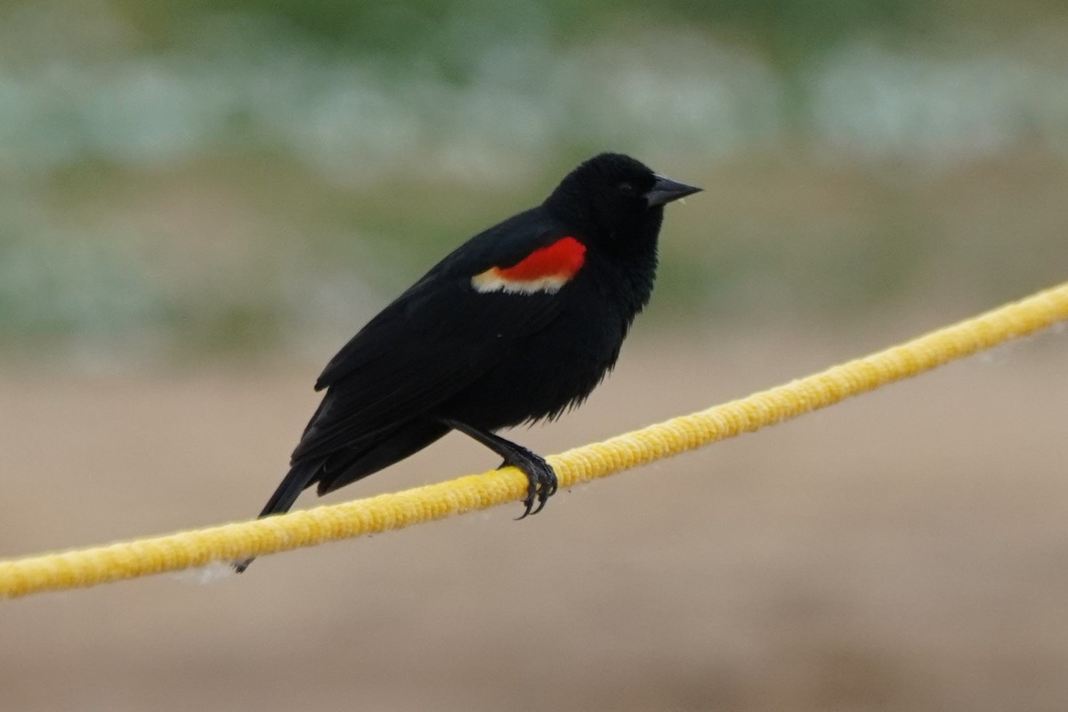 Red-winged Blackbird - ML621175945