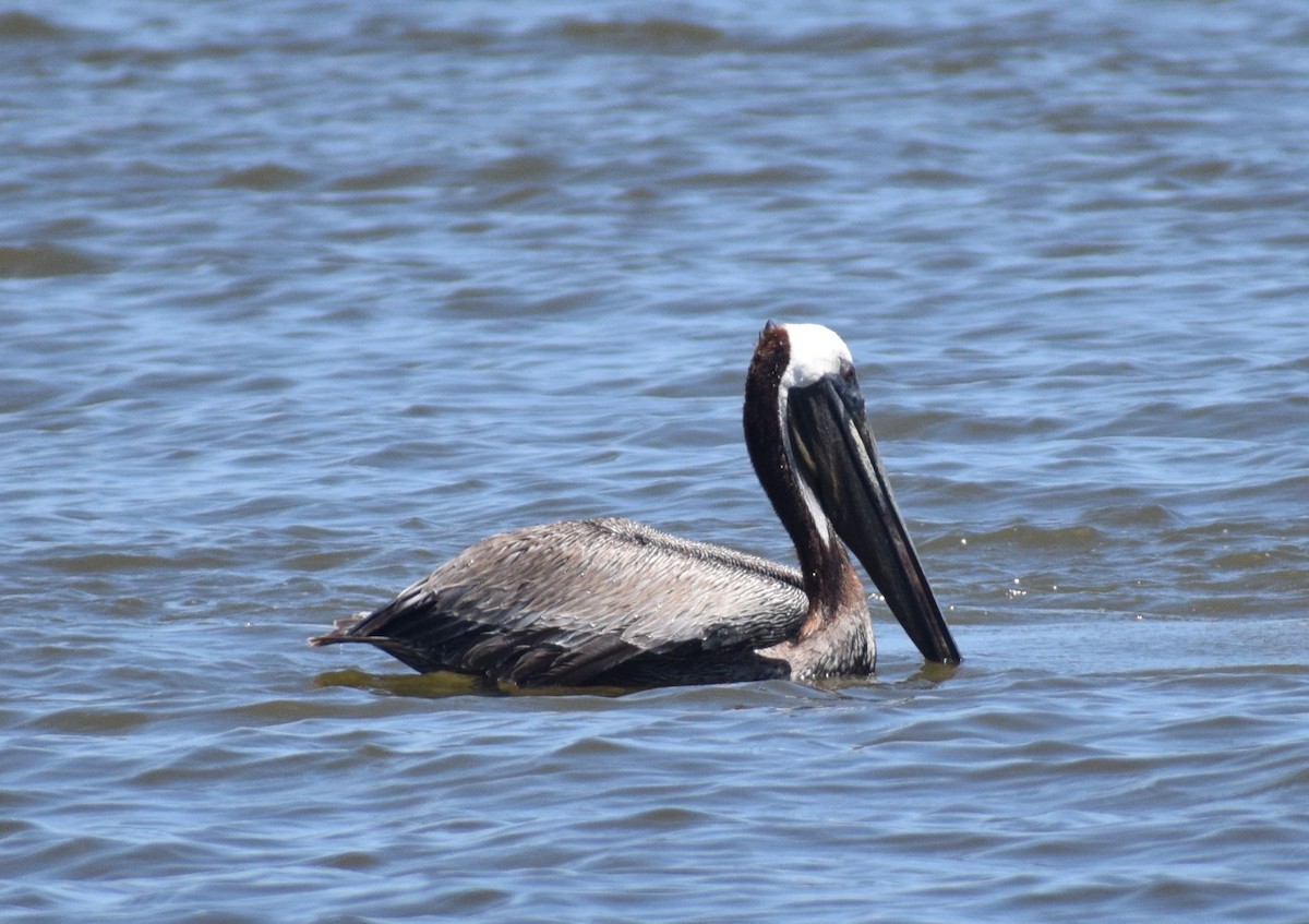 pelikán hnědý - ML621175950
