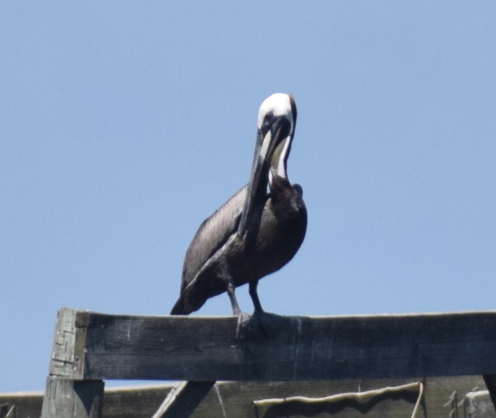 pelikán hnědý - ML621175951