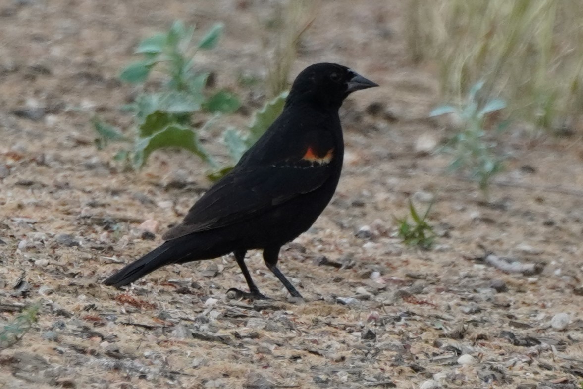 Red-winged Blackbird - ML621175952