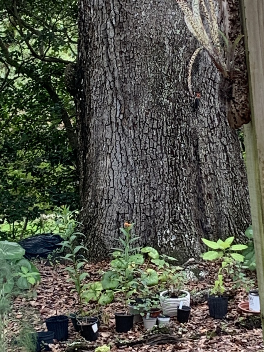 Red-bellied Woodpecker - ML621175954