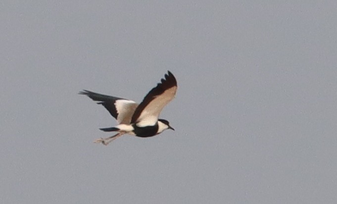 Spur-winged Lapwing - ML621176006