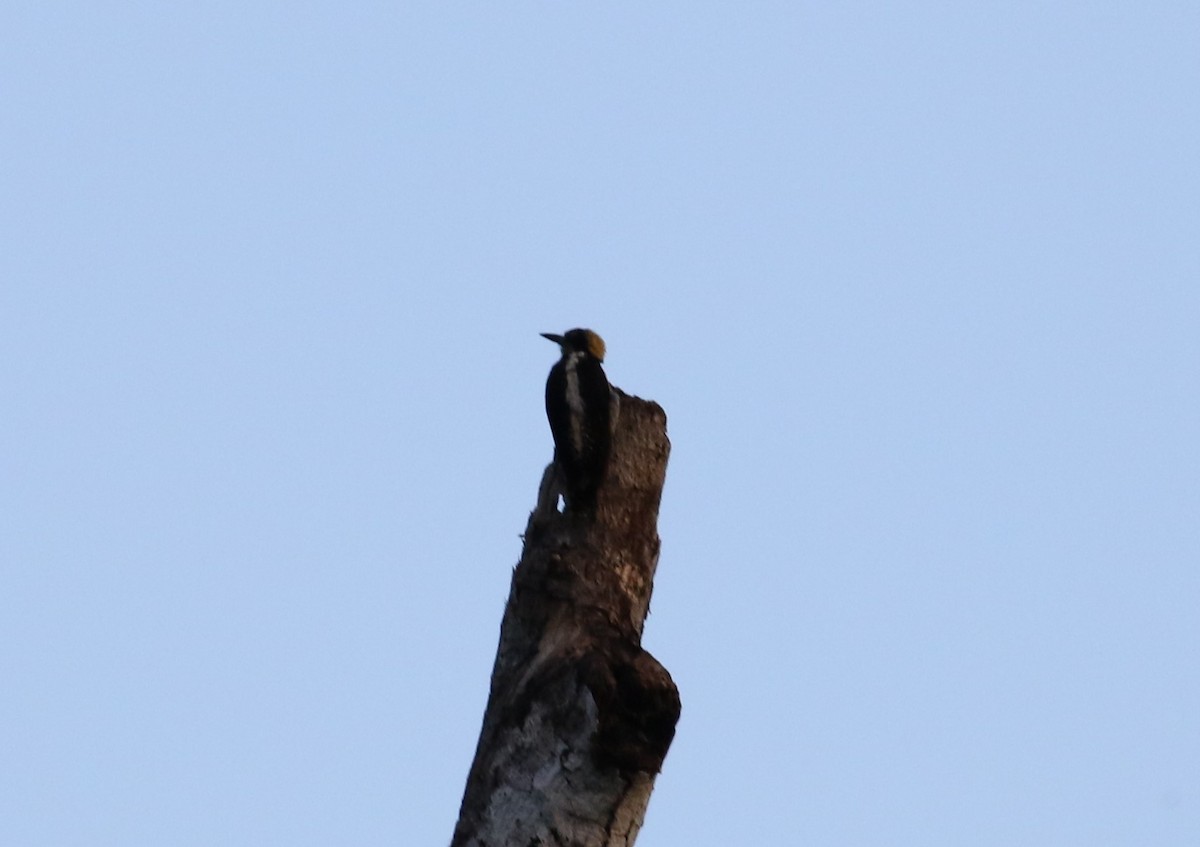 Golden-naped Woodpecker - ML621176026
