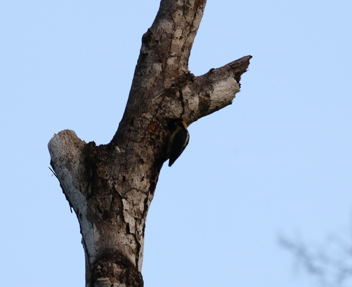 Golden-naped Woodpecker - ML621176027
