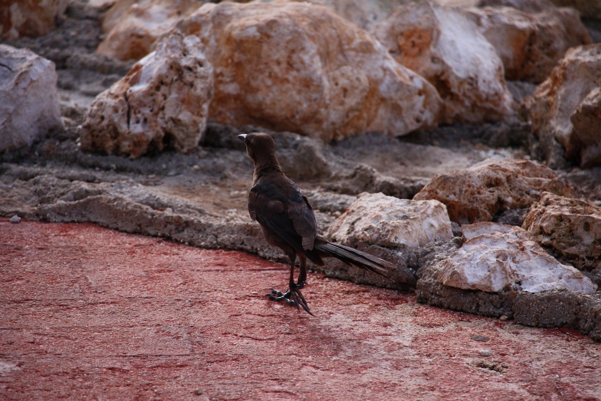 Great-tailed Grackle - ML621176049