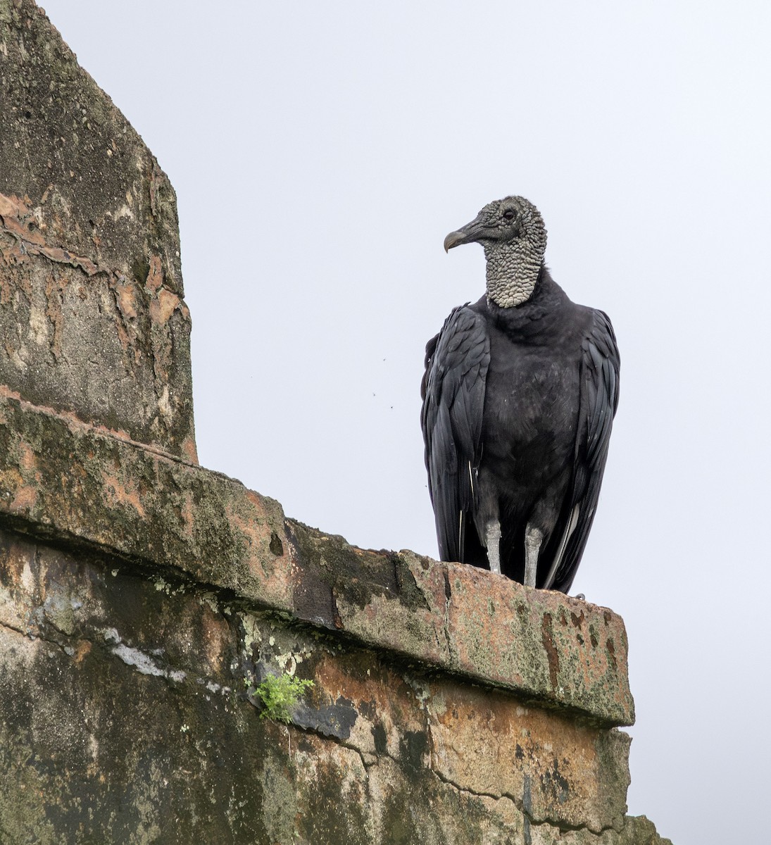 Black Vulture - ML621176059