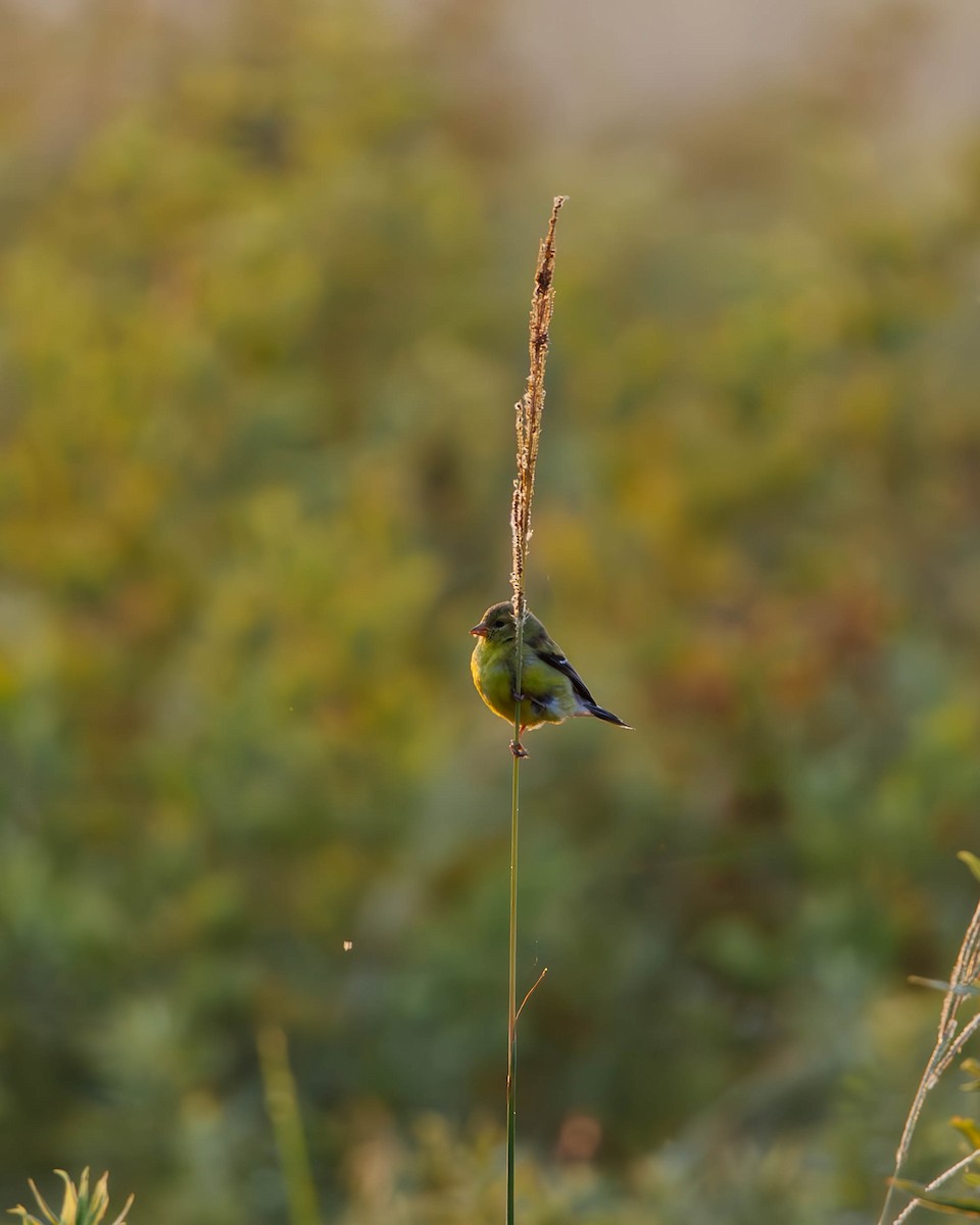 American Goldfinch - ML621176081